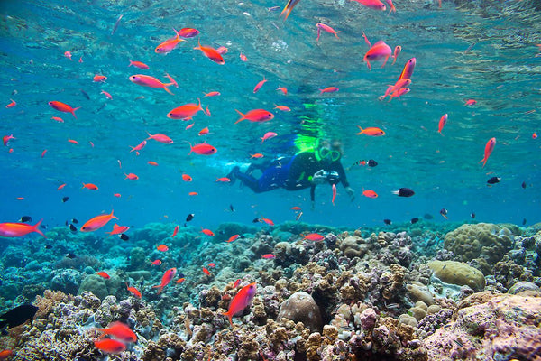 Must Snorkel Destination-Palau